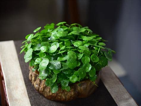 金錢草風水|金錢草開花的寓意解析，養金錢草有什麼好風水